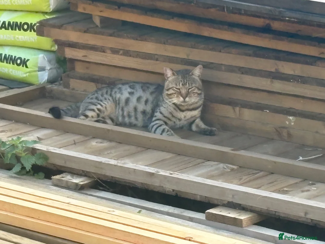 Bengal cats for sale: Bengal beautiful  - Advert 26