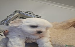 Malshi dogs for sale: Maltese x shihtzu  puppy white with beige ears - Image 12