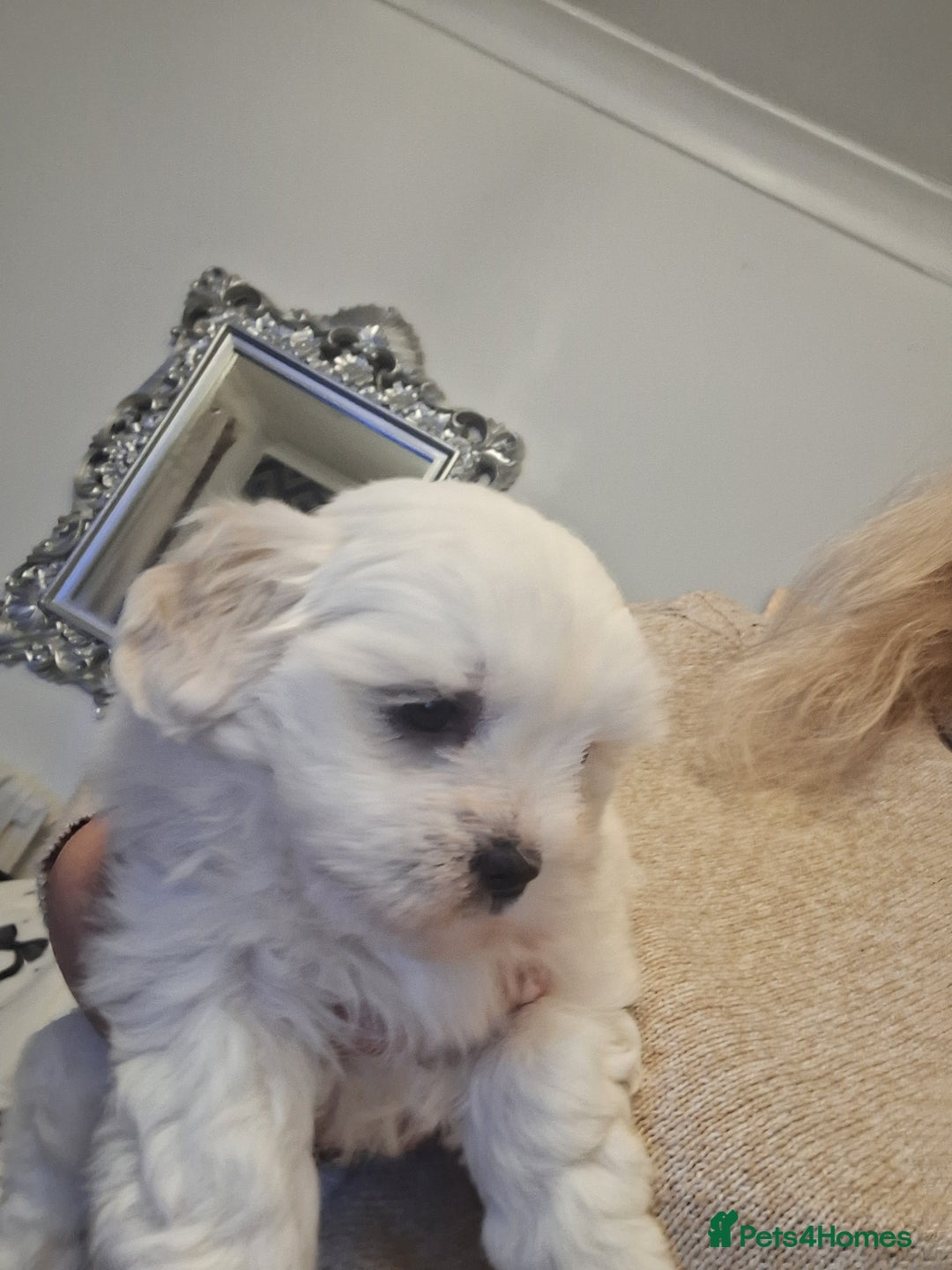 Malshi dogs for sale: Maltese x shihtzu  puppy white with beige ears - Image 12