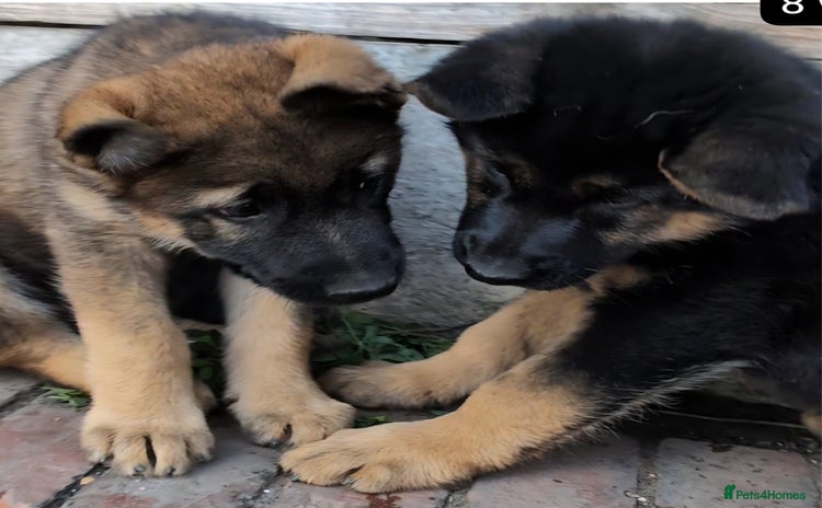German Shepherd dogs - Advert 2