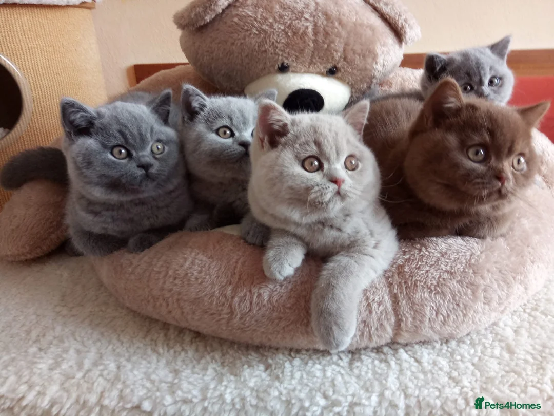 British Shorthair cats for stud: BSH Blue Stud: Type B, Cinnamon & Fawn Carrier 🩵 - Advert 6