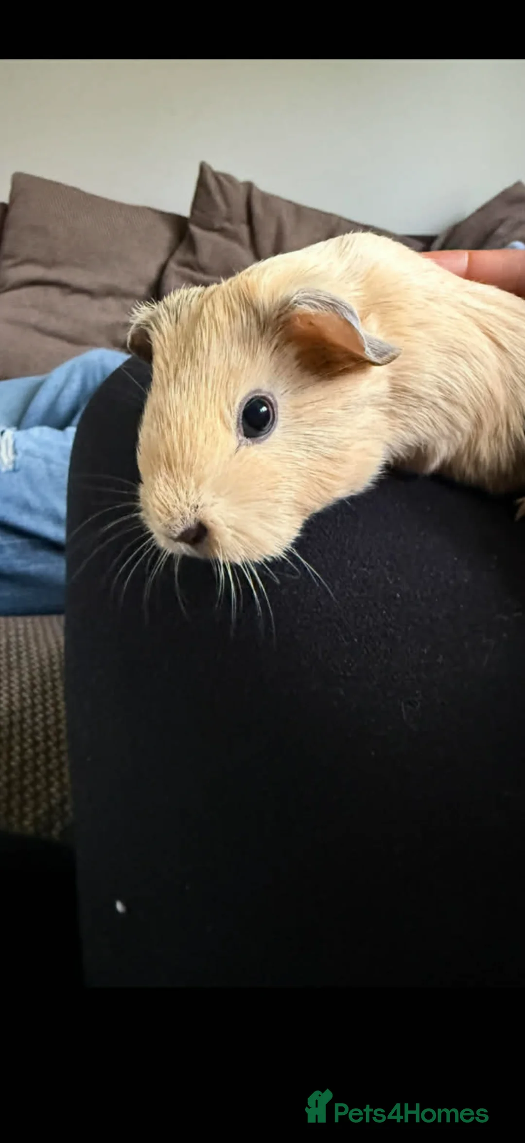Guinea Pig rodents for sale: Baby hand tamed guinea pigs  - Advert 4