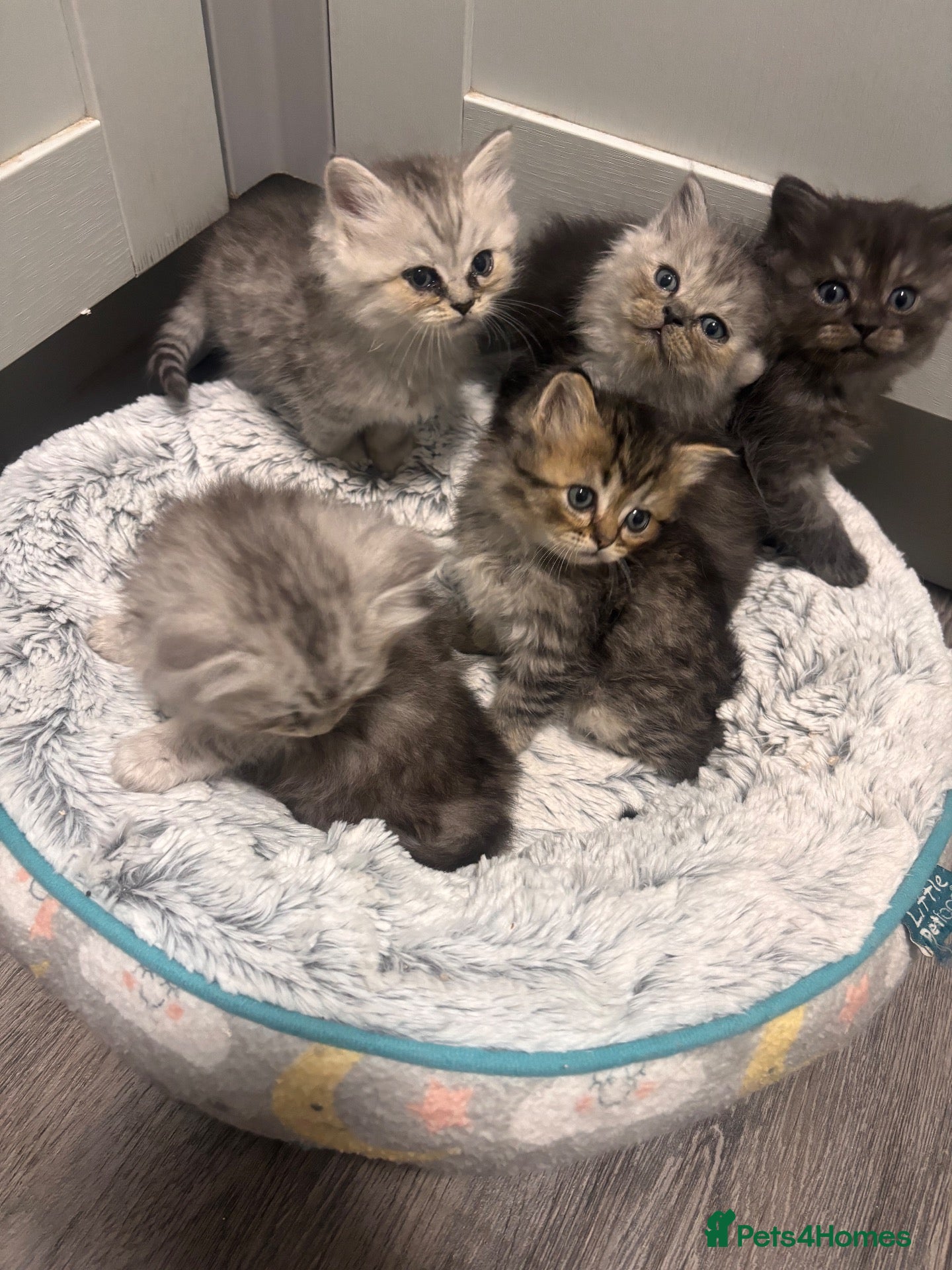 Mixed Breed cats Fluffy kittens - Advert 2