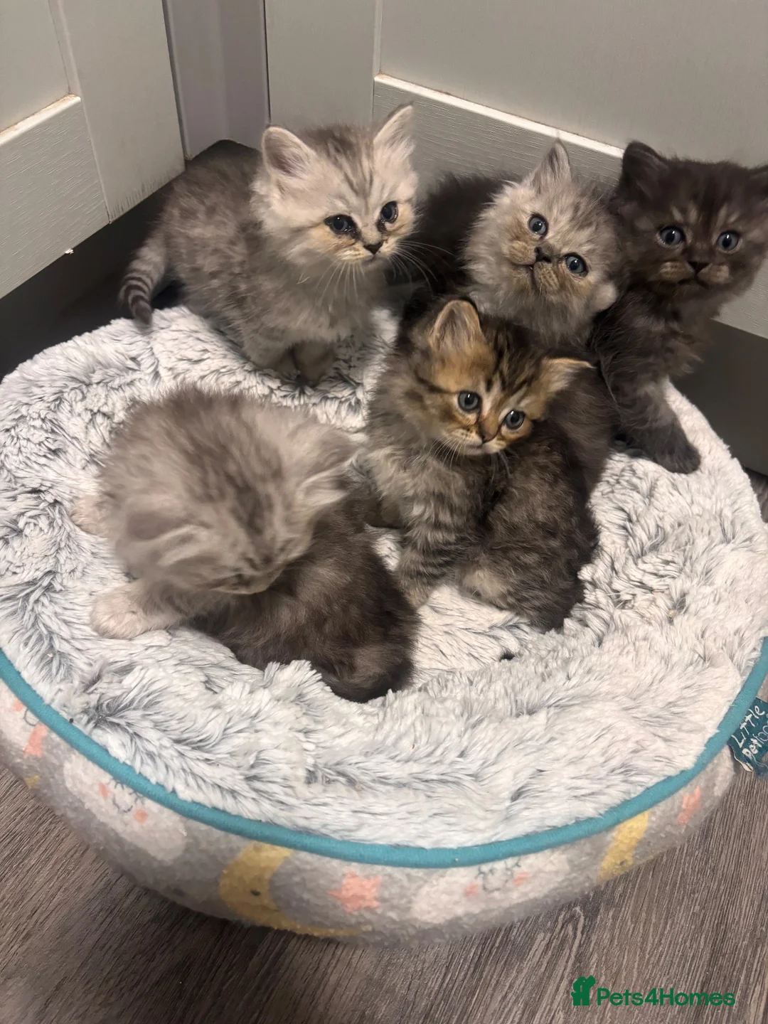 Mixed Breed cats for sale: Fluffy kittens - Advert 1