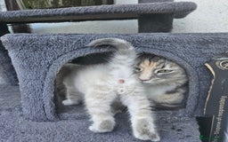 Maine Coon cats for sale: Beautiful kittens 😸  - Image 4