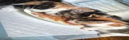 Mixed Breed cats for sale: Adorable Kittens for sale - Advert 25