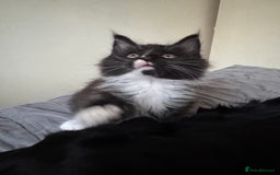 Maine Coon cats for sale: TICA registered large MaineCoon polydactyl kittens - Image 11