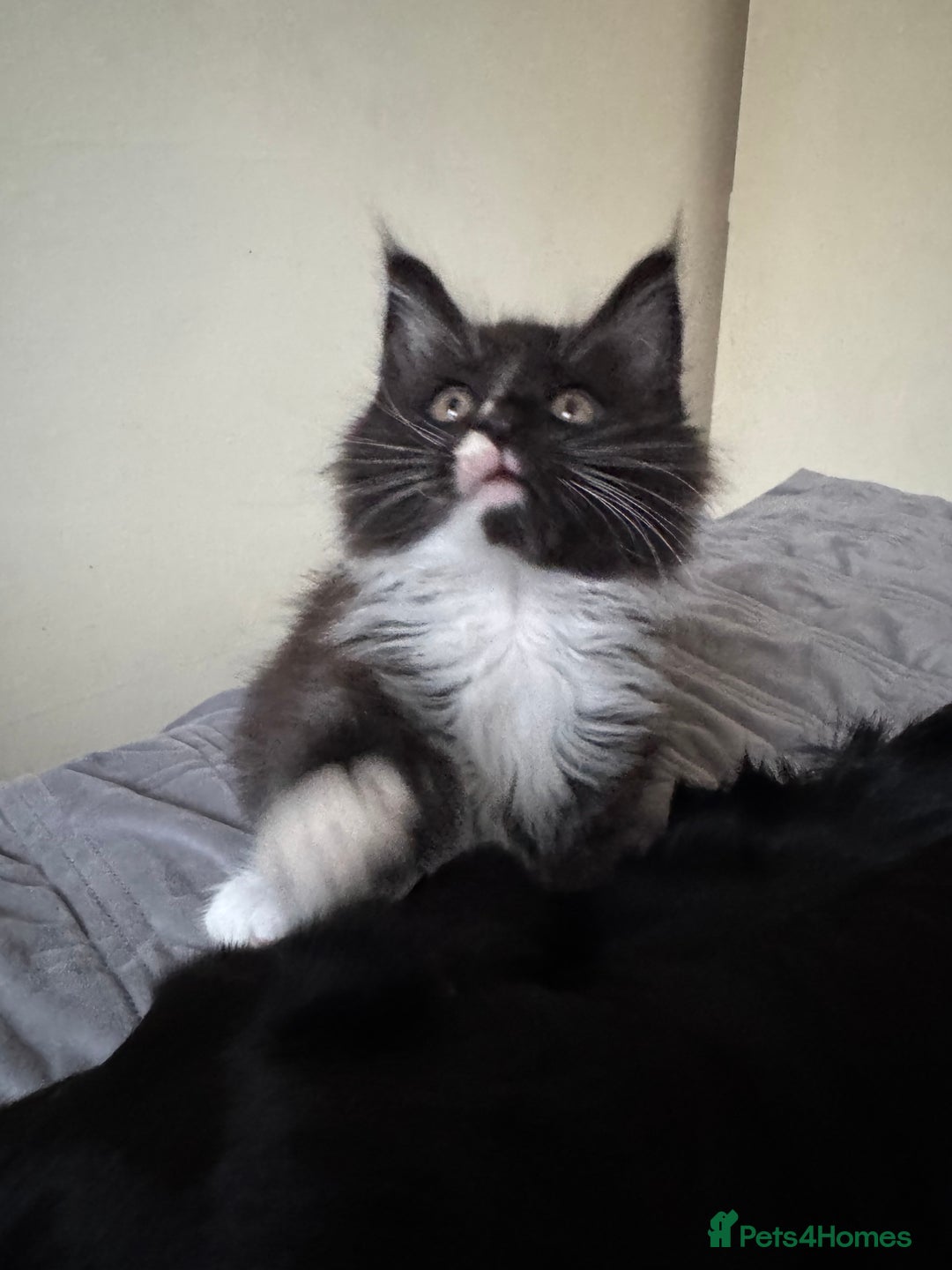 Maine Coon cats for sale: TICA registered large MaineCoon polydactyl kittens - Image 11