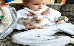 Mini Lop rabbits for sale: Mini lop cross lion heads in Mansfield - Image 3