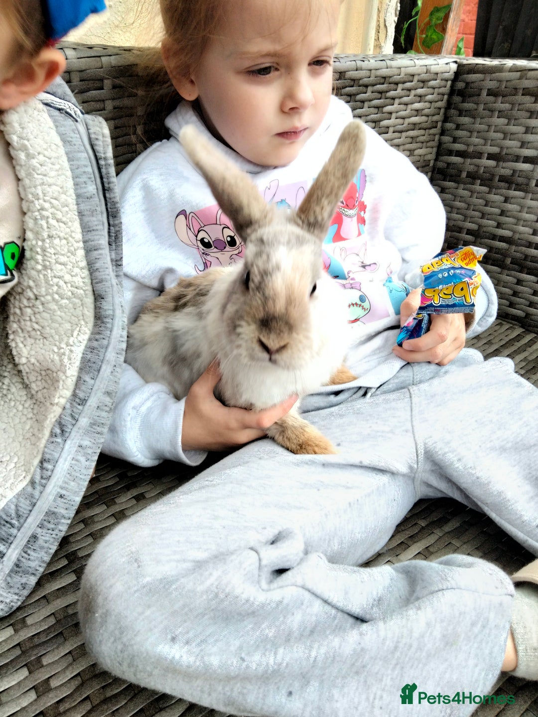 Mini Lop rabbits for sale: Mini lop cross lion heads in Mansfield - Image 3