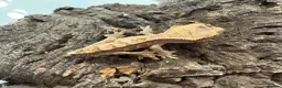 Mixed Breed reptiles for sale: various geckos! - Advert 23