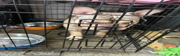 French Bulldog dogs for sale: One year old male French bulldog  - Advert 2