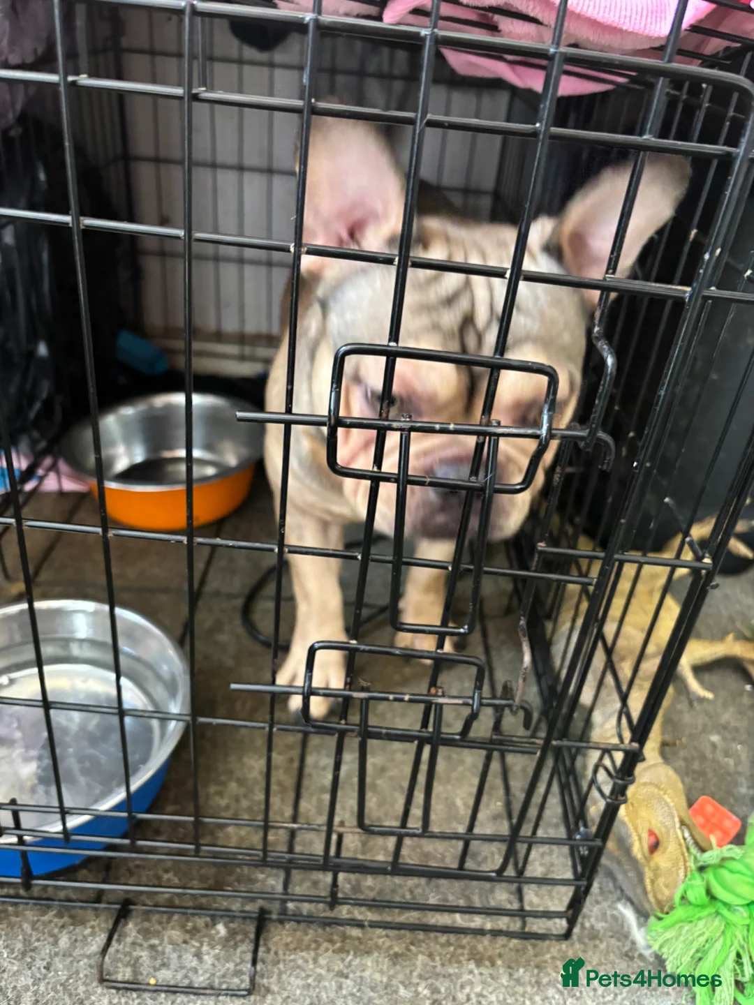 French Bulldog dogs for sale: One year old male French bulldog  - Advert 2