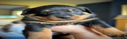 Rottweiler dogs for sale: Rottweiler puppy’s  - Advert 5