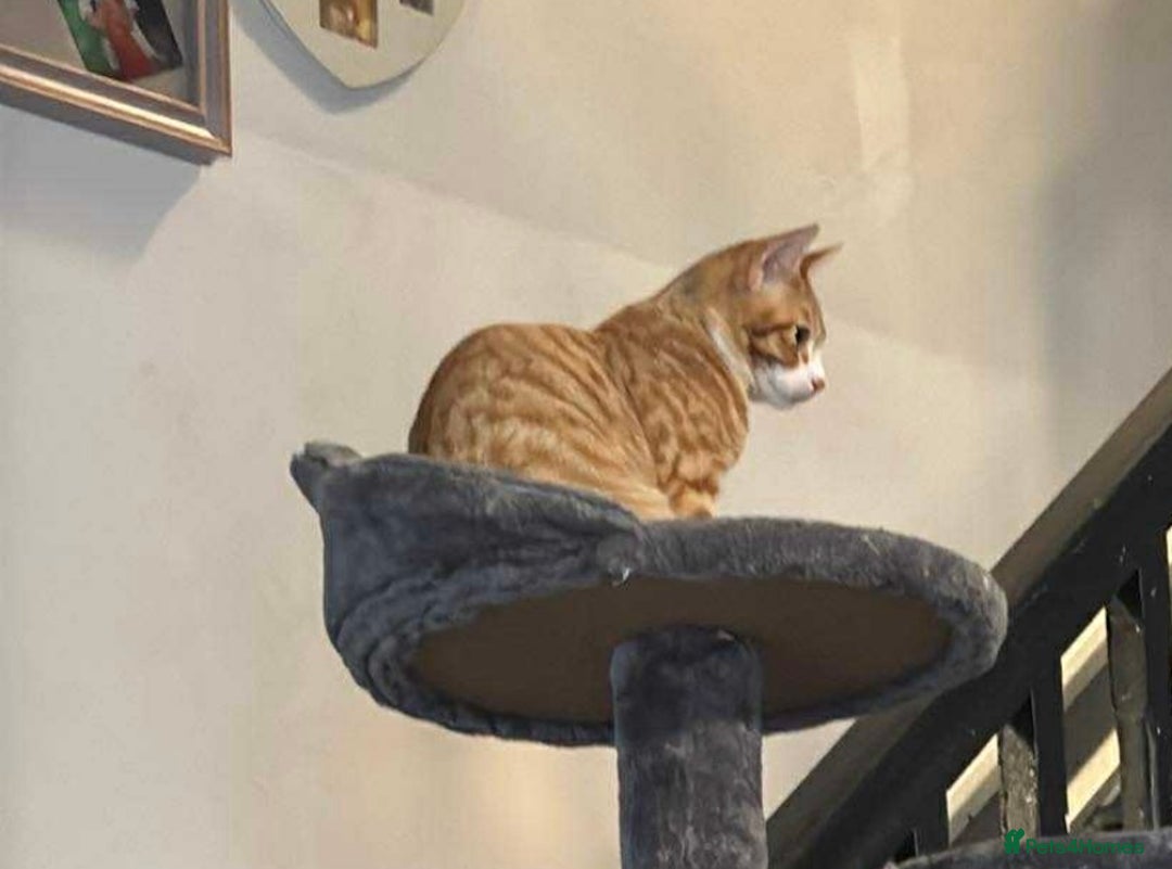 Mixed Breed cats for sale: Ginger kitten  - Advert 3