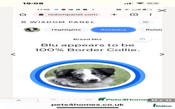 Border Collie dogs for sale: Fluffy long coat Blue merle border collie puppies - Image 15