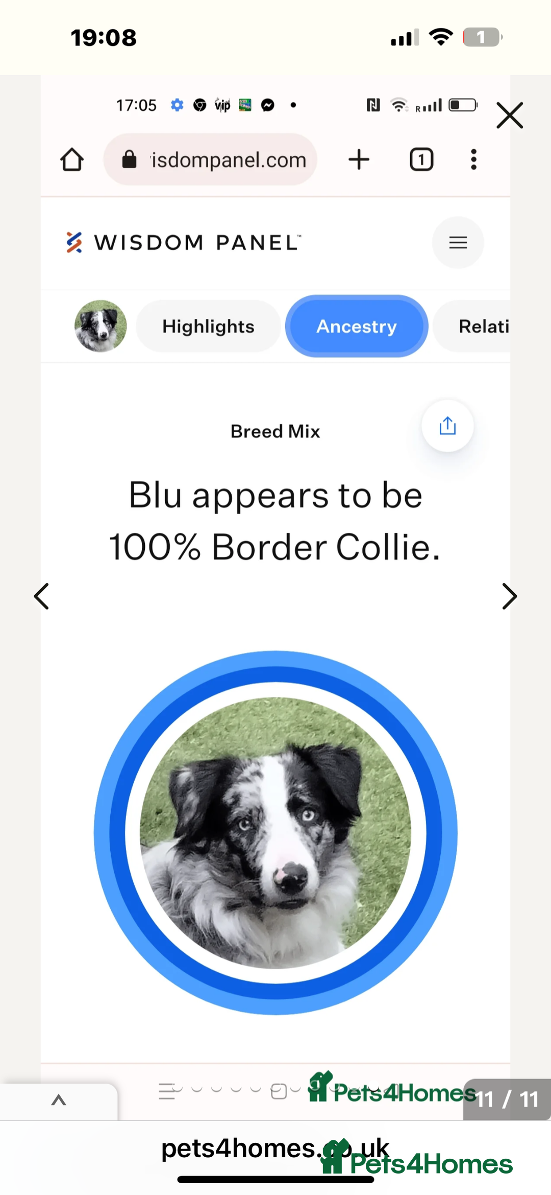 Border Collie dogs for sale: Fluffy long coat Blue merle border collie puppies - Image 15