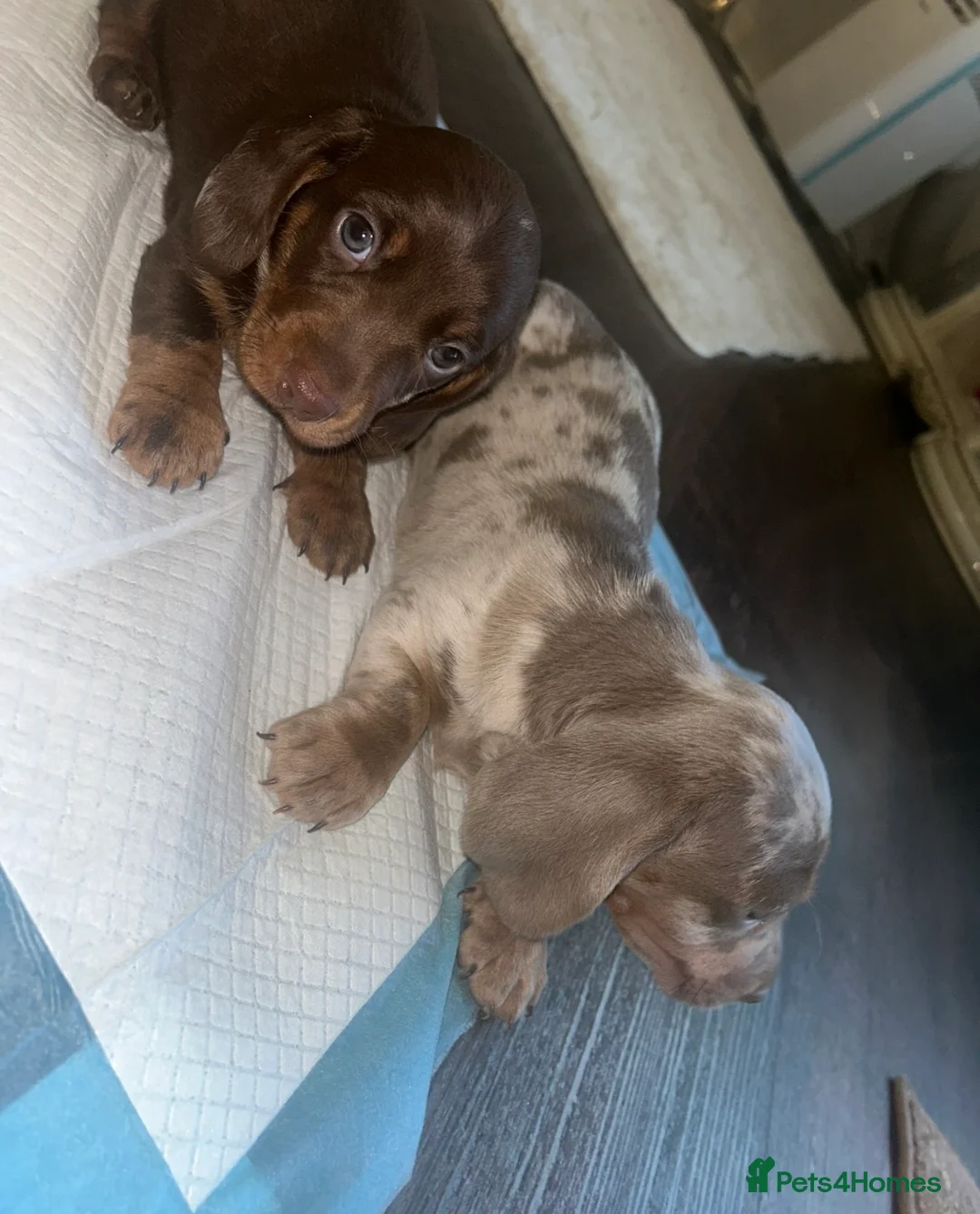 Miniature Dachshund dogs for sale: Miniature Dachshund Puppies - Advert 4