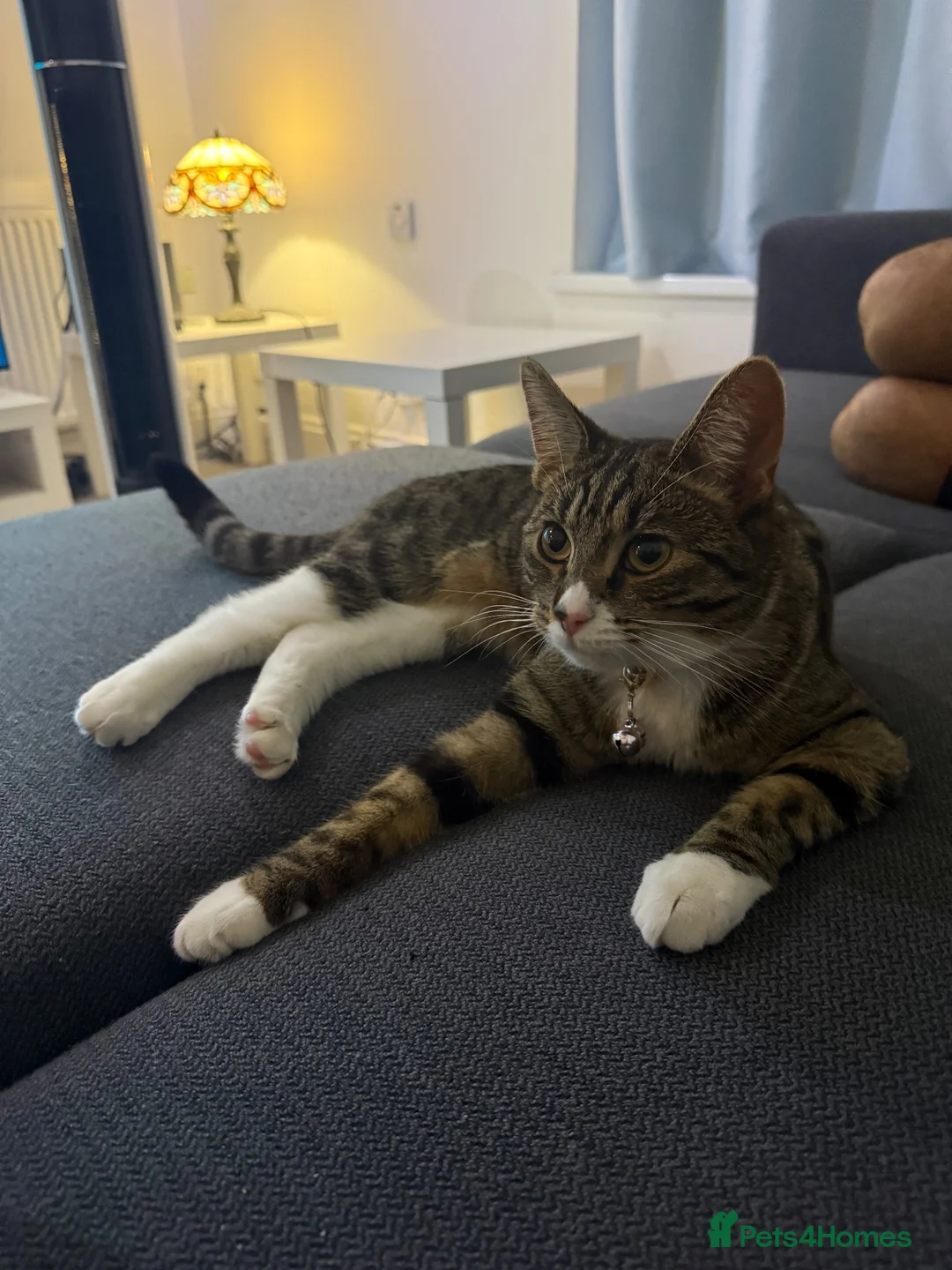 Domestic Shorthair cats for sale: Tabby print domestic shorthair cat  in Leeds - Advert 5