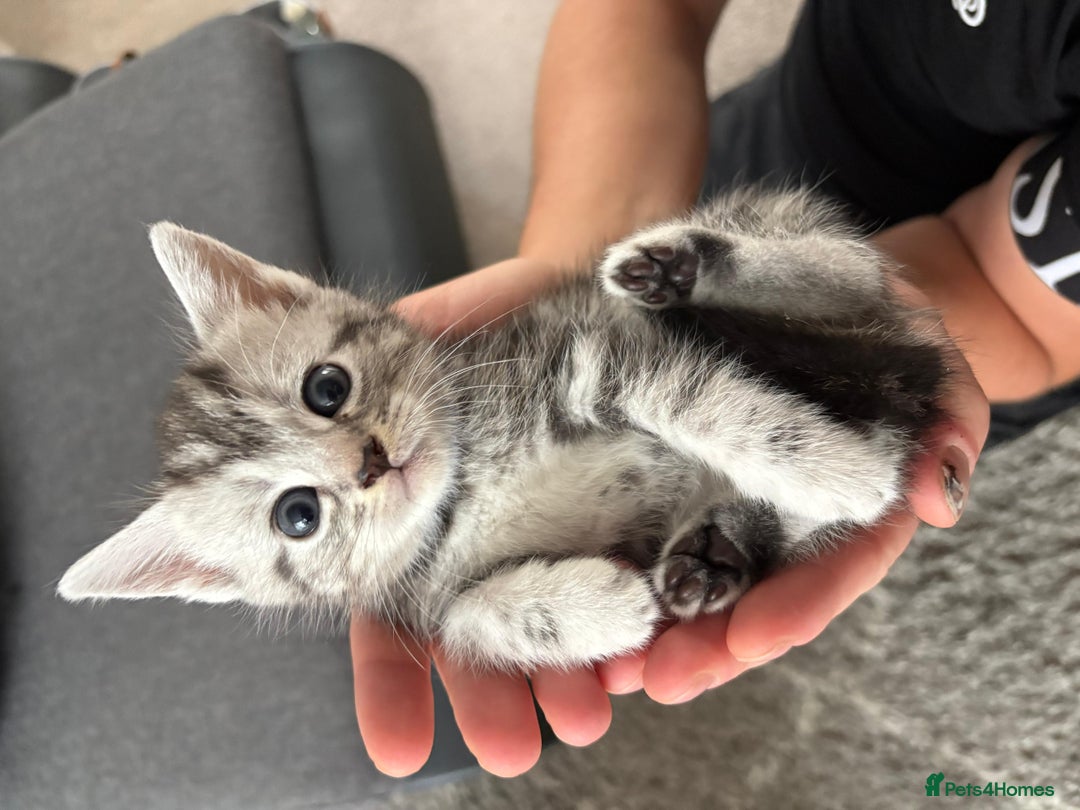 Mixed Breed cats for sale: 5 ADORABLE KITTENS 🐈1M/4F Ready For Reservation😺 - Image 14