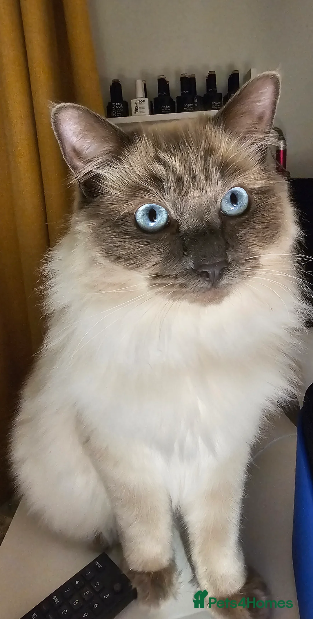Ragdoll cats for sale: Affectionate Loving Male Ragdoll in Paignton - Advert 1