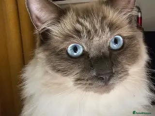 Ragdoll cats Affectionate Loving Male Ragdoll - Advert 5