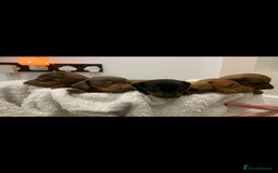 Dachshund dogs for sale: Dachshund puppies  - Image 3