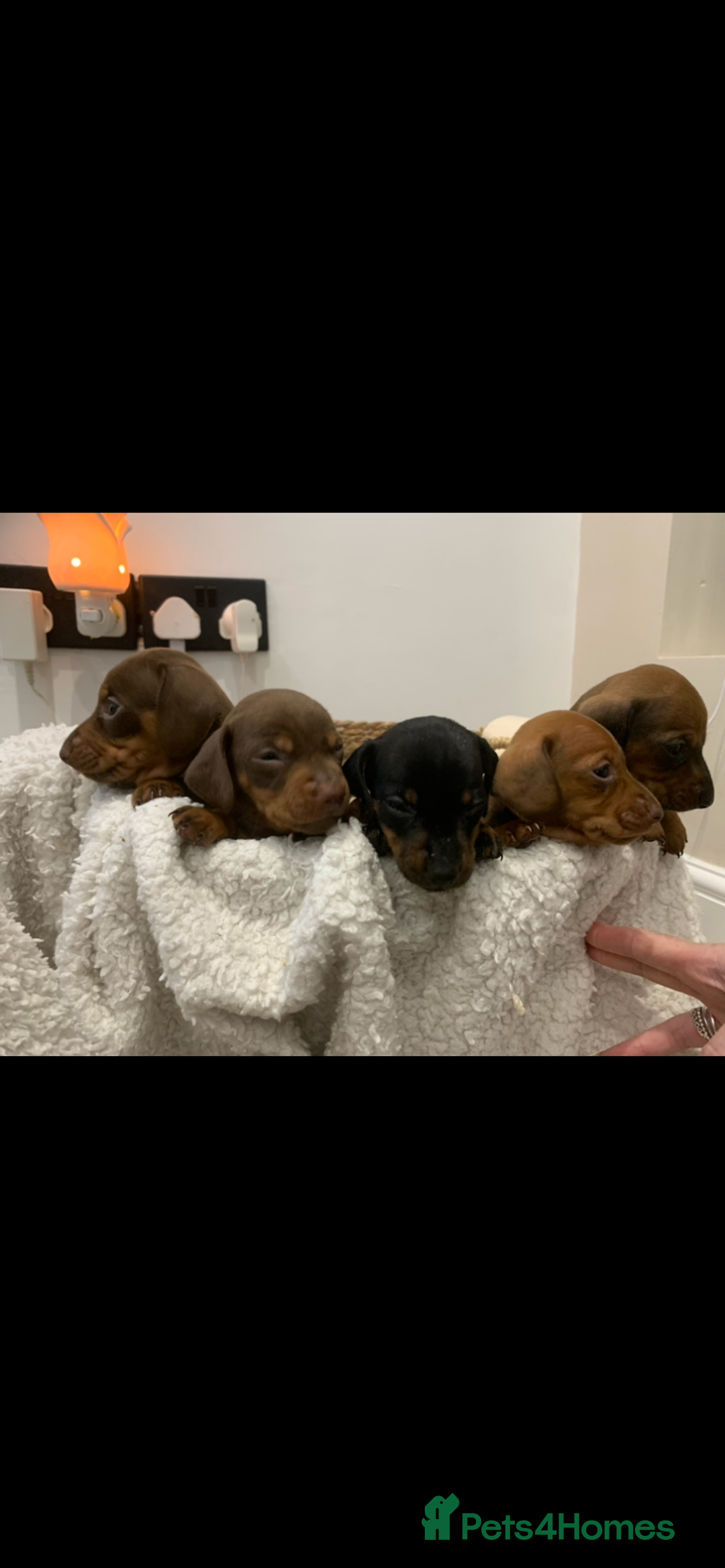Dachshund dogs for sale: Dachshund puppies  - Image 3