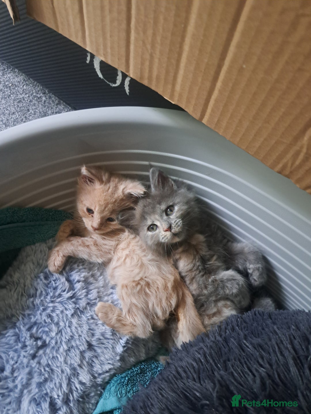 Maine Coon cats for sale: Maine Coon Kittens for sale - Image 1