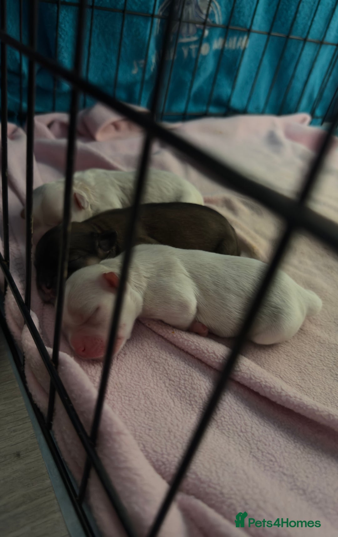 Mixed Breed dogs for sale: Three cute Malshipoo puppies - Image 1