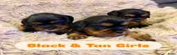 Cavalier King Charles Spaniel dogs for sale: 5 Beautiful Cavalier Puppies  in Stockport - Advert 3