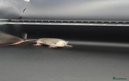 Mouse rodents for sale: Mouse / Rats for same  - Image 10