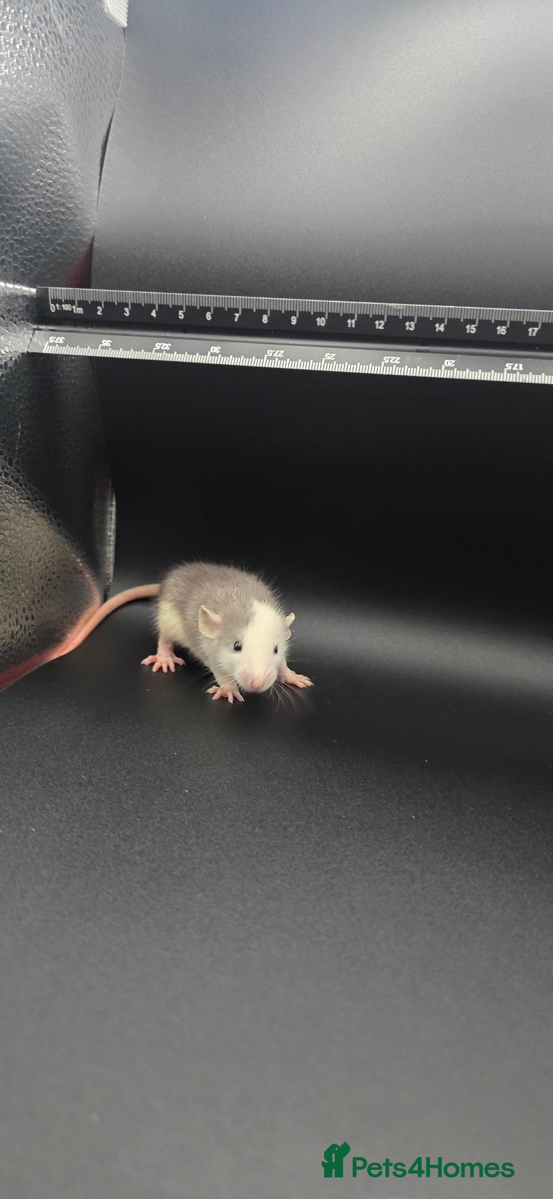 Mouse rodents for sale: Mouse / Rats for same  - Image 10