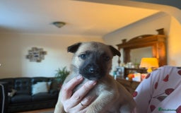 Belgian Shepherd Dog dogs for sale: Belgian Malinois Pups - Image 18