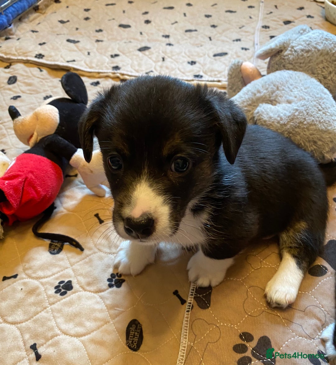 Welsh Corgi Cardigan dogs for sale: Welsh Cardigan Corgis by 5 ⭐️ Licensed Breeder - Advert 17