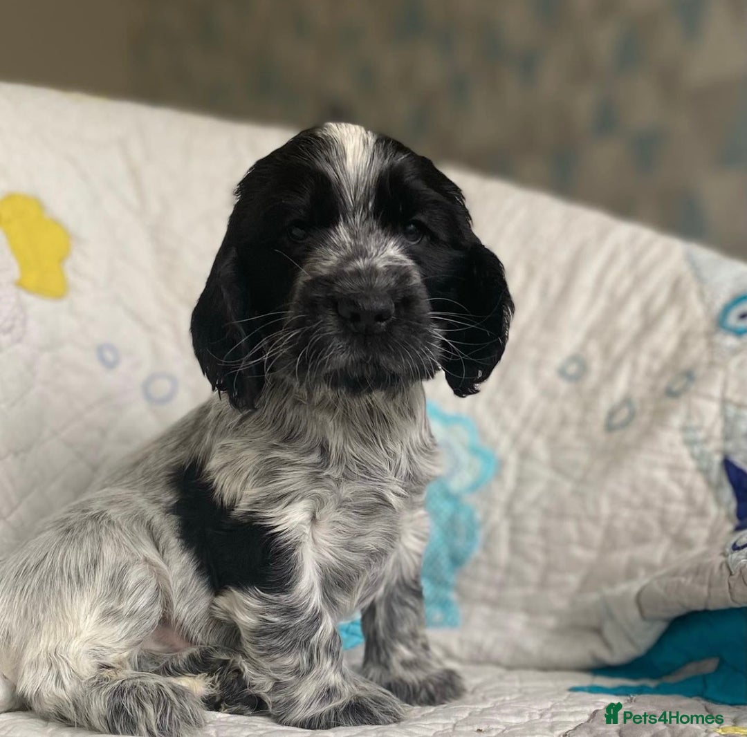 Cocker Spaniel dogs for sale: Show Line Cockers!!! - Image 4