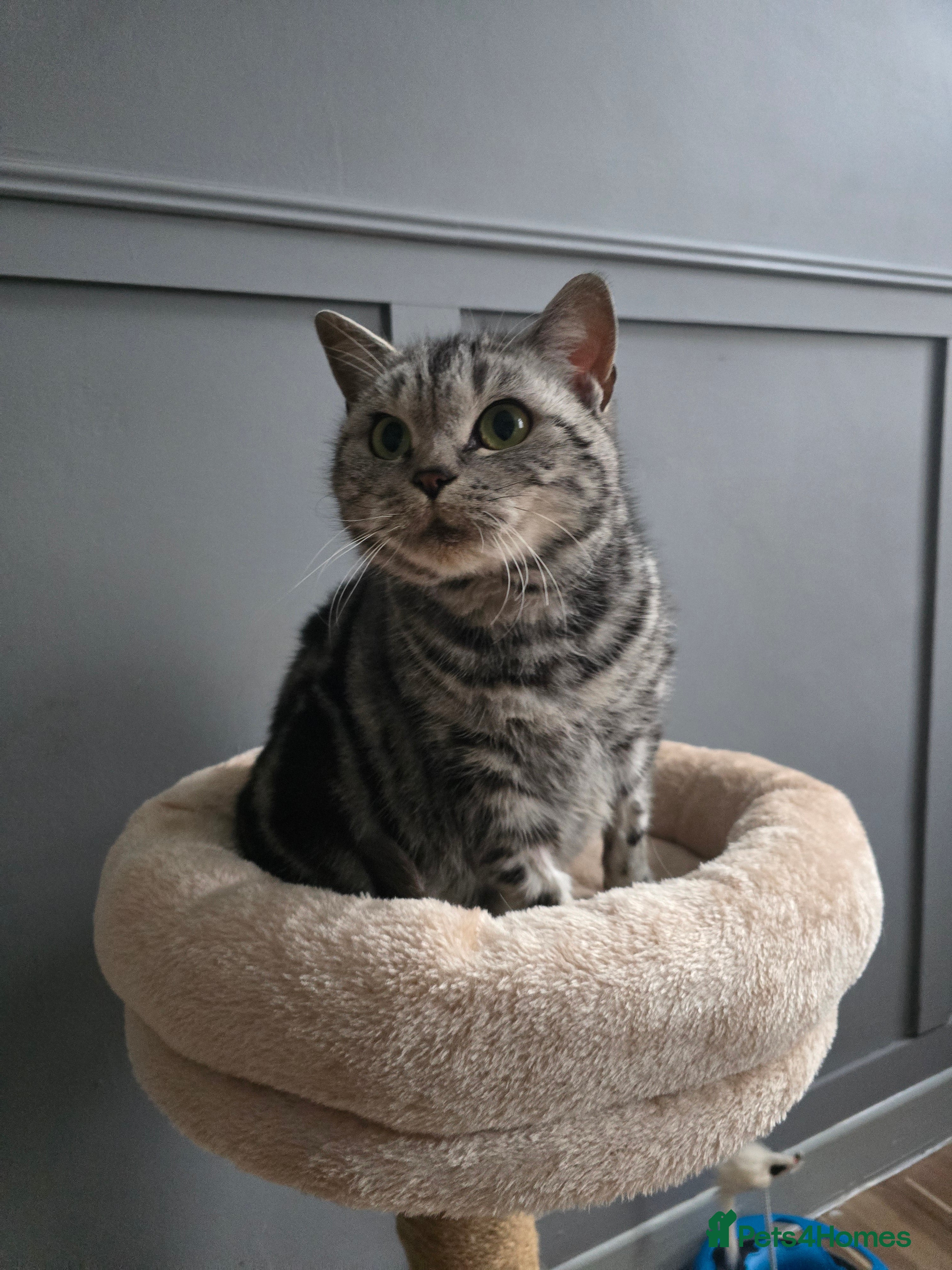 British Shorthair cats Beautiful bsh silver tabby  - Advert 1