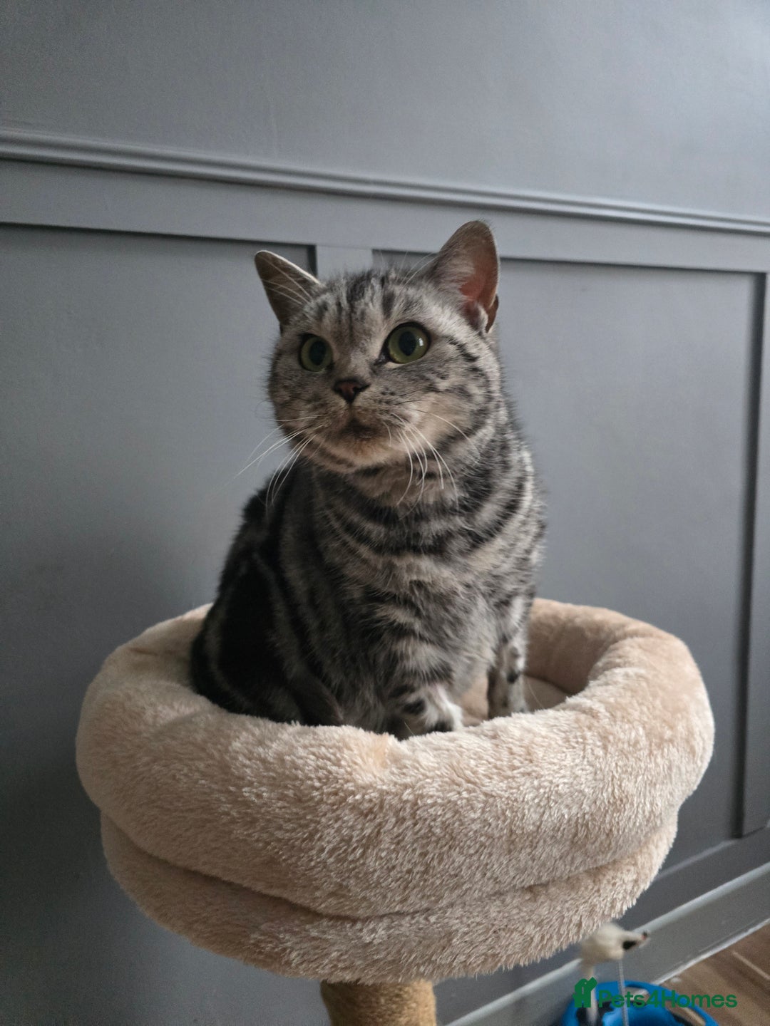 British Shorthair cats for sale: Beautiful bsh silver tabby  - Advert 1