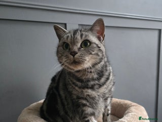 British Shorthair cats Beautiful bsh silver tabby - Advert 1