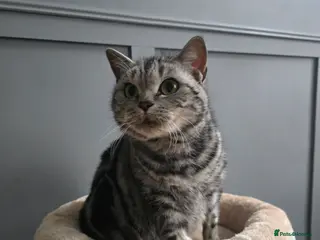 British Shorthair cats Beautiful bsh silver tabby - Advert 1