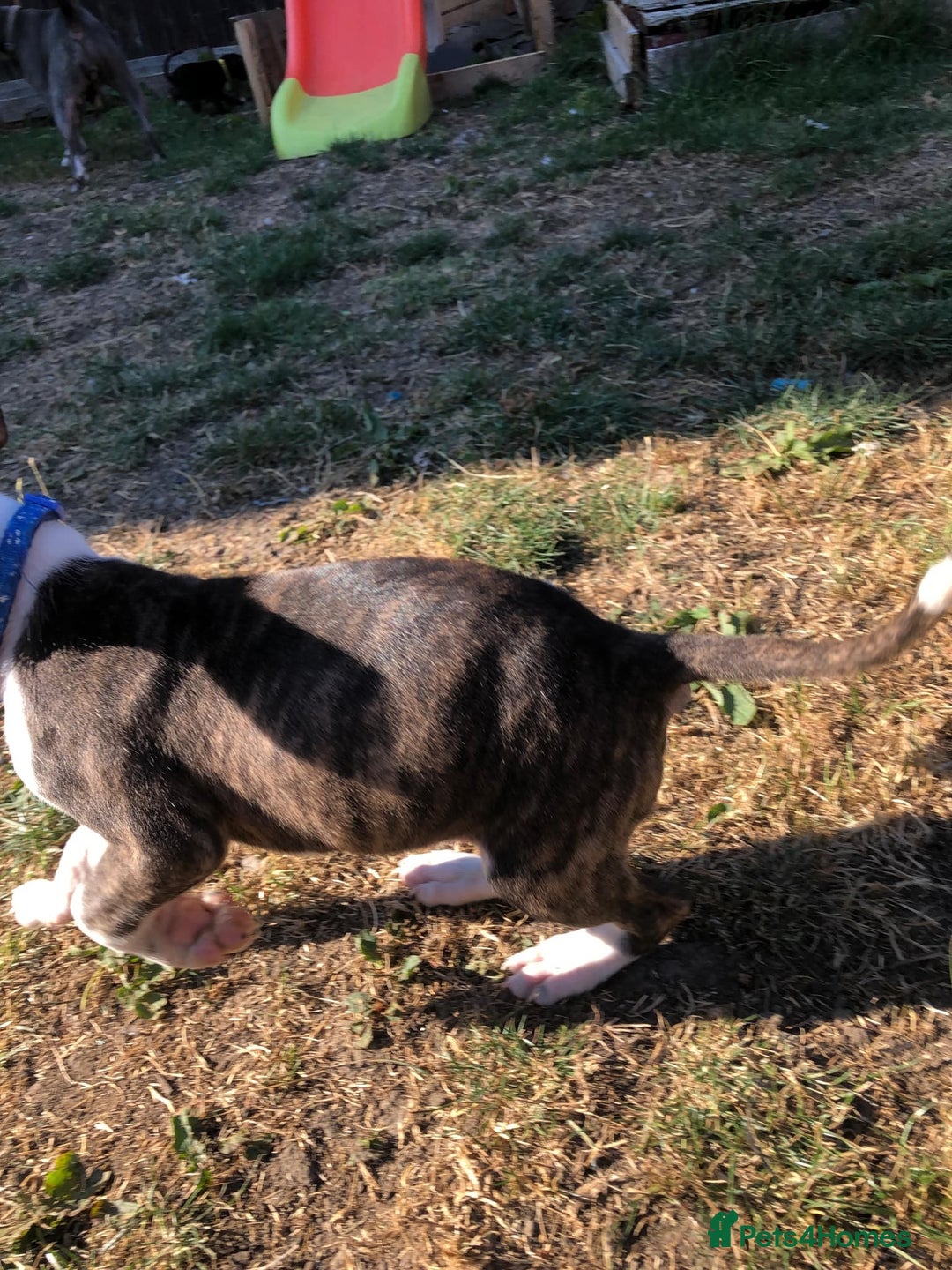 Mixed Breed dogs for sale: 3 BOYS LEFT - American Staffordshire bull terriers - Image 7