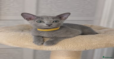 Russian Blue cats - Advert 11