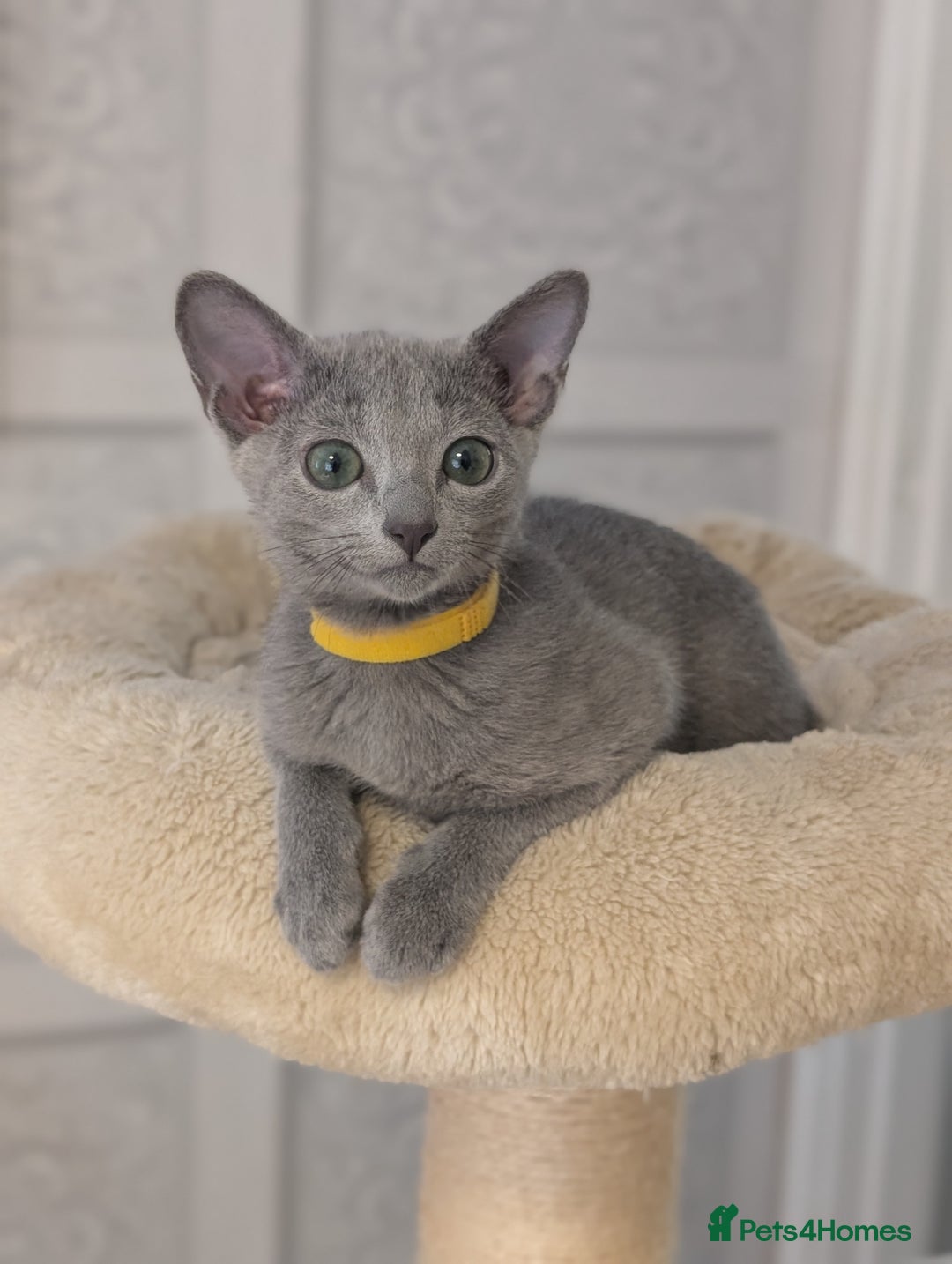 Russian Blue cats for sale: Russian Blue Pedigree boys  - Image 2