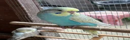 Budgerigars birds for sale: Baby Budgies in Bexhill-on-Sea - Advert 4