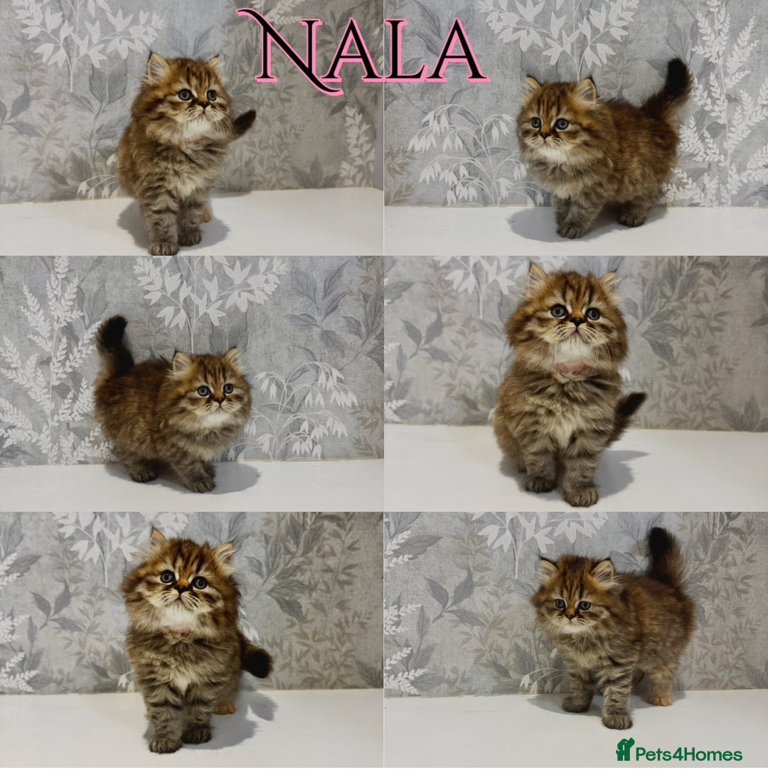 Persian cats for sale: Pure Breed Doll Faced Persian Kittens –Home Raised - Advert 4