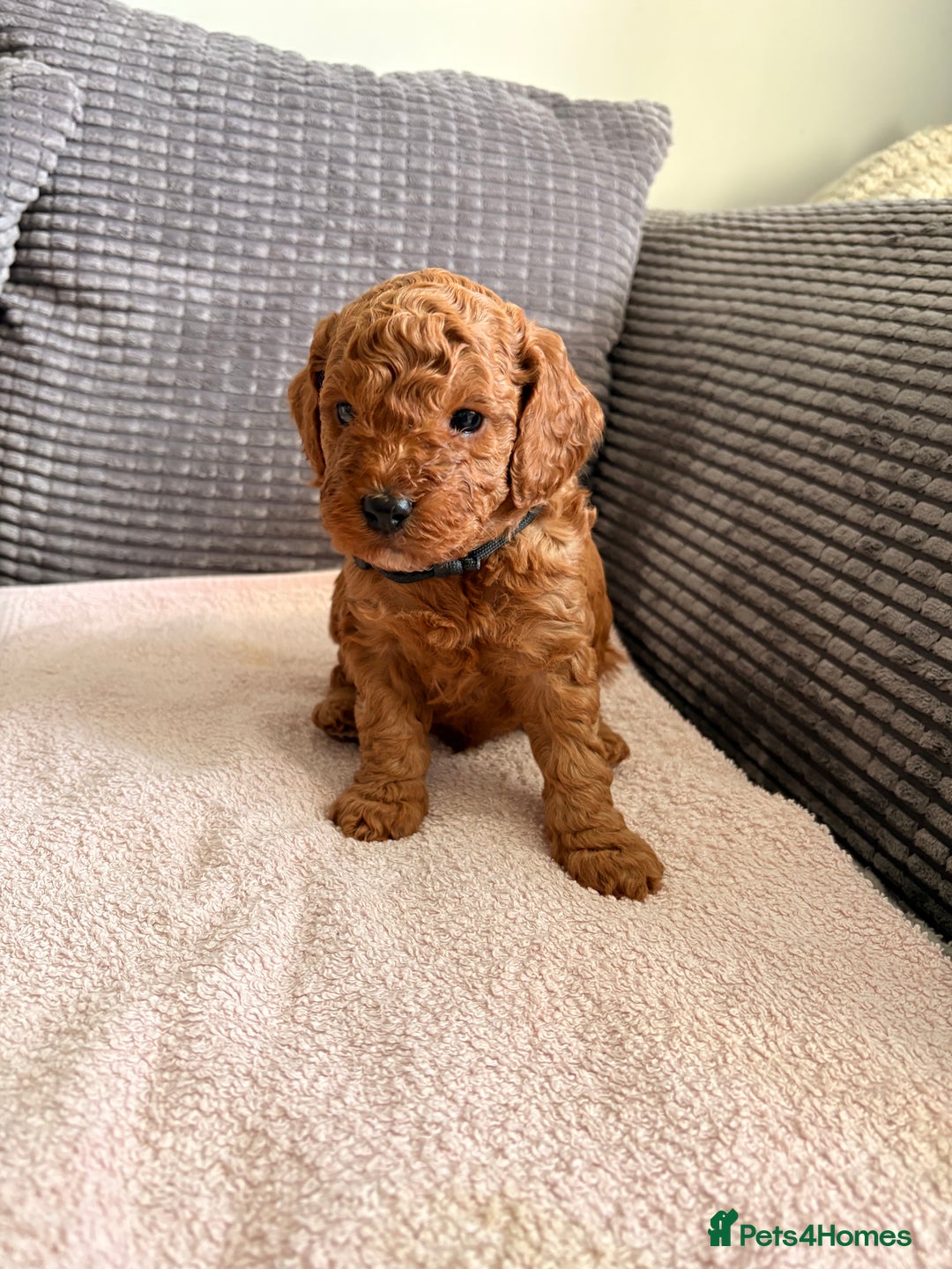 Cockapoo dogs for sale: 4 Stunning Fox Red F1b Toy Cockapoos  - Advert 2