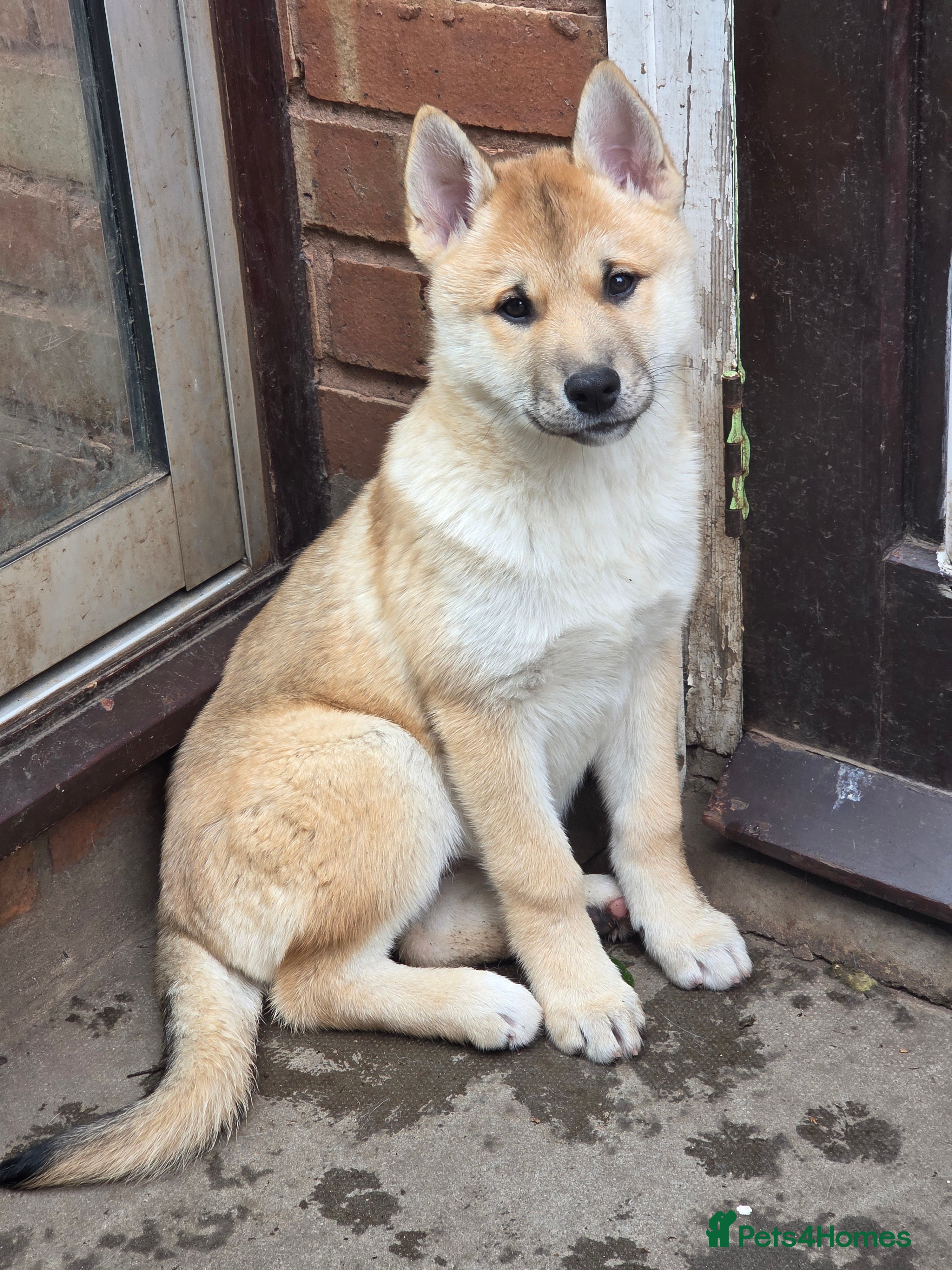 Mixed Breed dogs Wolfdog cross Puppies/ready to go  - Advert 13