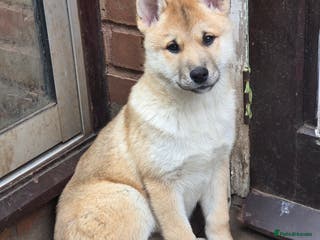 Mixed Breed dogs Wolfdog cross Puppies/ready to go - Advert 13