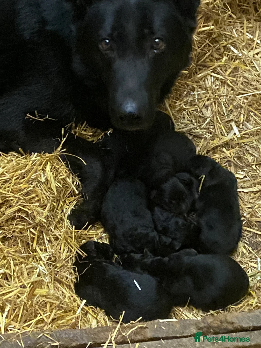 German Shepherd dogs for sale: German shepherd puppies  - Advert 11