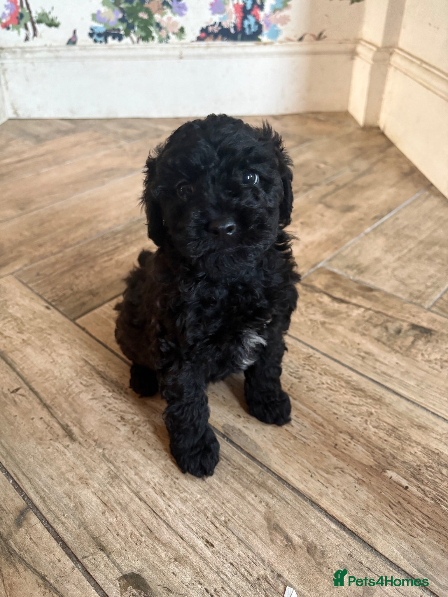 Cavapoo dogs Cavapoo 1 Boy Left Ready Now  ❤️🐶 - Advert 5